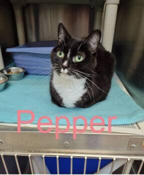 Rescue Domestic Short Hair Cats for Adoption in Wahpeton, North Dakota - Pepper And Portia (Senior Cats) | PetCurious