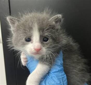 Domestic Short Hair Cats Available for Adoption in San Bernardino, California - JIM | PetCurious