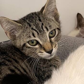 Pepe -  Domestic Short Hair Cat for Adoption in West Palm Beach, Florida - Pepe | PetCurious