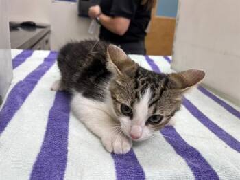 PETE -  Domestic Short Hair Cat for Adoption in Rowlett, Texas - PETE | PetCurious