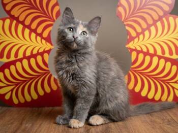 Rebecca -  Domestic Medium Hair Cat for Adoption in Houston, Texas - Rebecca | PetCurious