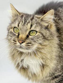 Maine Coon and Tabby Cats Available for Adoption in Bedford Hills, New York - Penny Is Truly Purrfect!   WOW Is She A Doll!   VIDEO!! | PetCurious