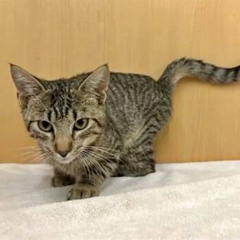 Nash -  Domestic Medium Hair Cat for Adoption in Brentwood, Missouri - Nash | PetCurious