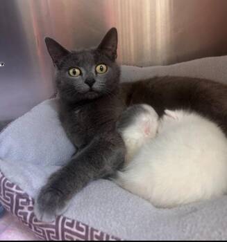 Domestic Short Hair Cats Available for Adoption in Camden, Tennessee - Juicy | PetCurious