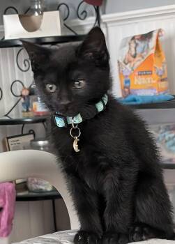 Rescue Domestic Short Hair Cats for Adoption in Abbeville, South Carolina - Dexter | PetCurious
