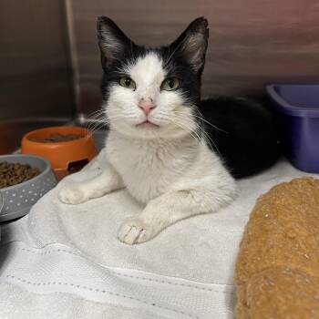 Tuxedo Cats Available for Adoption in La Grange Park, Illinois - Ursula  | PetCurious