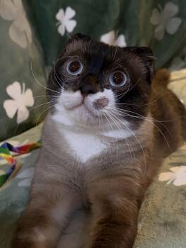 Otter -  Siamese and Scottish Fold Cat for Adoption in Allentown, New Jersey - Otter | PetCurious