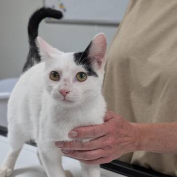 Ace -  Domestic Short Hair Cat for Adoption in Canton, Illinois - Ace | PetCurious