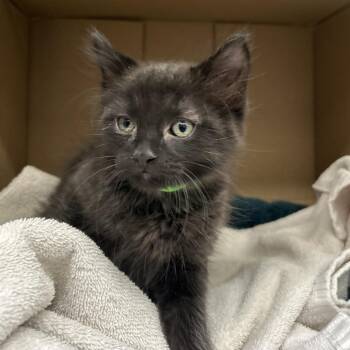 Pugsley -  Domestic Short Hair Cat for Adoption in Cheyenne, Wyoming - Pugsley | PetCurious