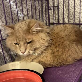 Domestic Medium Hair Cats Available for Adoption in Bedford, New Hampshire - Avery | PetCurious