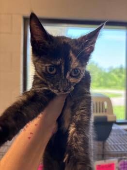 Rescue Domestic Short Hair Cats for Adoption in Lima, Ohio - Mertle | PetCurious