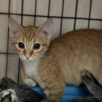 Princess Peach -  Domestic Short Hair Cat for Adoption in New York, New York - Princess Peach | PetCurious