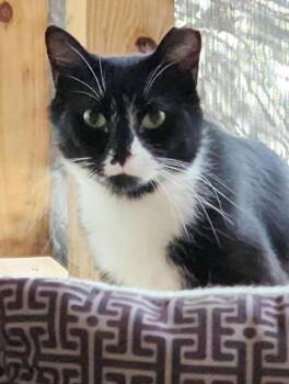 Henray (bonded with Ray Ray) -  Domestic Short Hair and Tuxedo Cat for Adoption in Littlestown, Pennsylvania - Henray (bonded With Ray Ray) | PetCurious