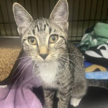 Garvey (orange collar) -  Domestic Short Hair Cat for Adoption in Bismarck, North Dakota - Garvey (orange Collar) | PetCurious