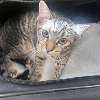 Viking -  Domestic Short Hair Cat for Adoption in Philadelphia, Pennsylvania - Viking | PetCurious