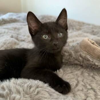 Lace -  Domestic Short Hair Cat for Adoption in Martinsville, Indiana - Lace | PetCurious
