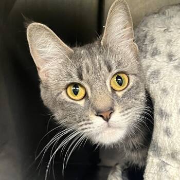 Willow -  Domestic Short Hair Cat for Adoption in Mendham, New Jersey - Willow | PetCurious
