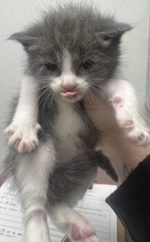 Domestic Short Hair Cats Available for Adoption in West Chester, Pennsylvania - Zara | PetCurious