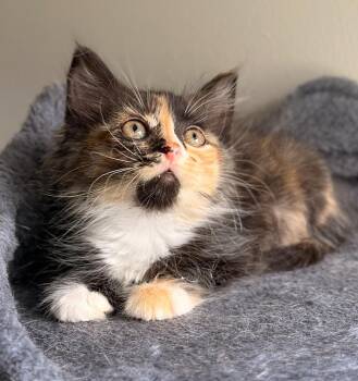 Biscotti -  Domestic Short Hair Cat for Adoption in Buford, Georgia - Biscotti | PetCurious
