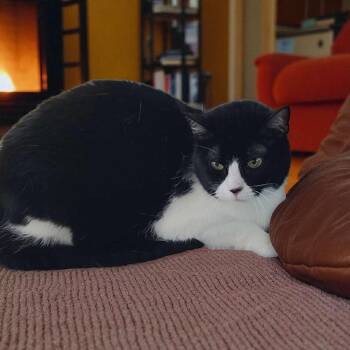 Rescue Tuxedo and Domestic Short Hair Cats for Adoption in Chuckey, Tennessee - Sylvia NJ | PetCurious