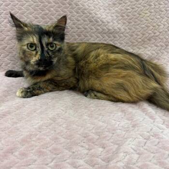 Floof -  Domestic Medium Hair Cat for Adoption in Raleigh, North Carolina - Floof | PetCurious