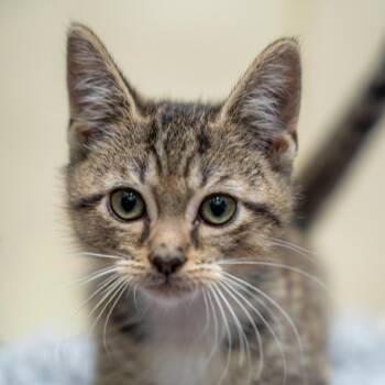 Burro -  Domestic Short Hair Cat for Adoption in Gainesville, Georgia - Burro | PetCurious