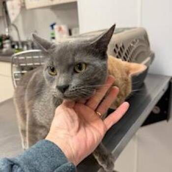 Domestic Short Hair Cats Available for Adoption - Zuper | PetCurious