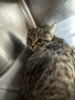 Ms. Quirky -  Domestic Short Hair Cat for Adoption in Manitowoc, Wisconsin - Ms. Quirky | PetCurious