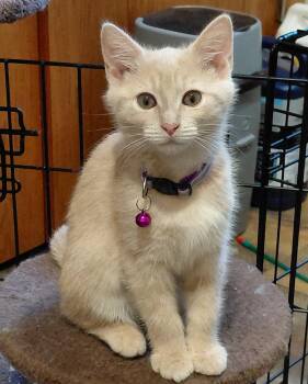 Bubblicious (Missy) -  Domestic Short Hair Cat for Adoption in Littlestown, Pennsylvania - Bubblicious (Missy) | PetCurious
