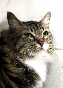 Rescue Maine Coon and Tabby Cats for Adoption in Buford, Georgia - Bridgette | PetCurious