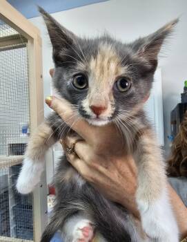 Filly -  Domestic Short Hair Cat for Adoption in Toledo, Ohio - Filly | PetCurious