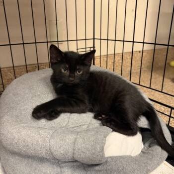 Ramen -  Domestic Short Hair Cat for Adoption in Tempe, Arizona - Ramen | PetCurious