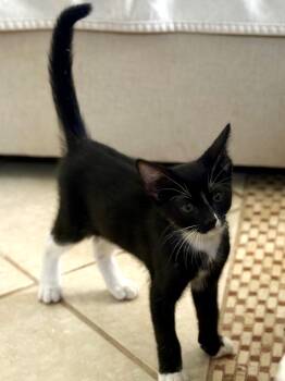 Posh -  Domestic Short Hair Cat for Adoption in Mettawa, Illinois - Posh | PetCurious