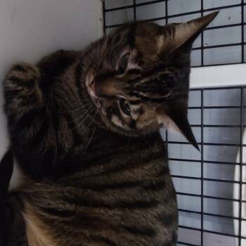 Rescue Domestic Short Hair Cats for Adoption in Hemet, California - Pluto | PetCurious