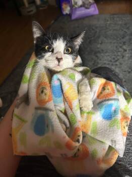 Norma Jean -  Domestic Short Hair Cat for Adoption in Lincoln, California - Norma Jean | PetCurious