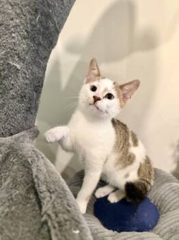 Rescue Domestic Medium Hair and Domestic Short Hair Cats for Adoption in Louisville, Kentucky - Jasper | PetCurious