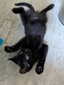 Rescue Domestic Short Hair Cats for Adoption in Redlands, California - Macho | PetCurious