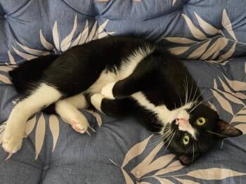 Citizen (Cici) -  Tuxedo and Domestic Short Hair Cat for Adoption - Citizen (Cici) | PetCurious