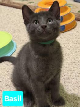 Basil (siblings are Fennel, Dill, Rosemary & Sage) -  Domestic Short Hair Cat for Adoption in Brighton, Michigan - Basil (siblings Are Fennel, Dill, Rosemary & Sage) | PetCurious
