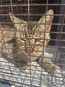 A661831 -  Domestic Short Hair Cat for Adoption in Houston, Texas - A661831 | PetCurious