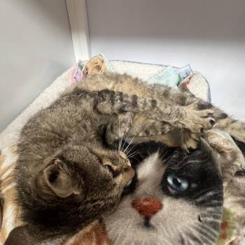 Keifer -  Domestic Short Hair Cat Available for Adoption in Sarasota, Florida - Keifer | PetCurious