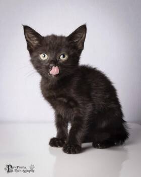 Juliette -  Domestic Short Hair Cat for Adoption in Maryville, Tennessee - Juliette | PetCurious