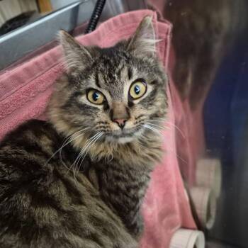 Domestic Medium Hair Cats Available for Adoption - Bailey | PetCurious