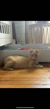 Elsa -  Domestic Short Hair Cat for Adoption in Washington Township, New Jersey - Elsa | PetCurious