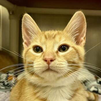 The Hustle -  Domestic Short Hair Cat for Adoption in Walnut Creek, California - The Hustle | PetCurious