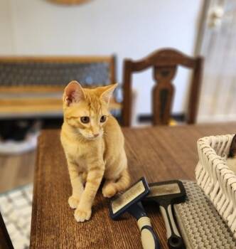 Rescue Tabby Cats for Adoption in Parlier, California - Kitten 27112 (Alvin) | PetCurious