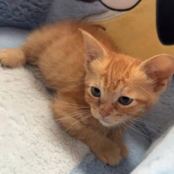 Domestic Short Hair Cats Available for Adoption - Hermione | PetCurious