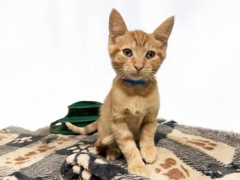 KYLE -  Domestic Short Hair Cat for Adoption in Fort Lauderdale, Florida - KYLE | PetCurious