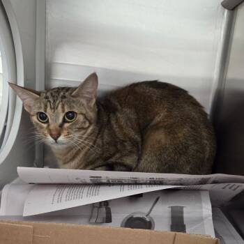 Domestic Short Hair Cats Available for Adoption in Chattanooga, Tennessee - Clover | PetCurious