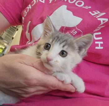 Calico Cats Available for Adoption in Dickson, Tennessee - Tini | PetCurious